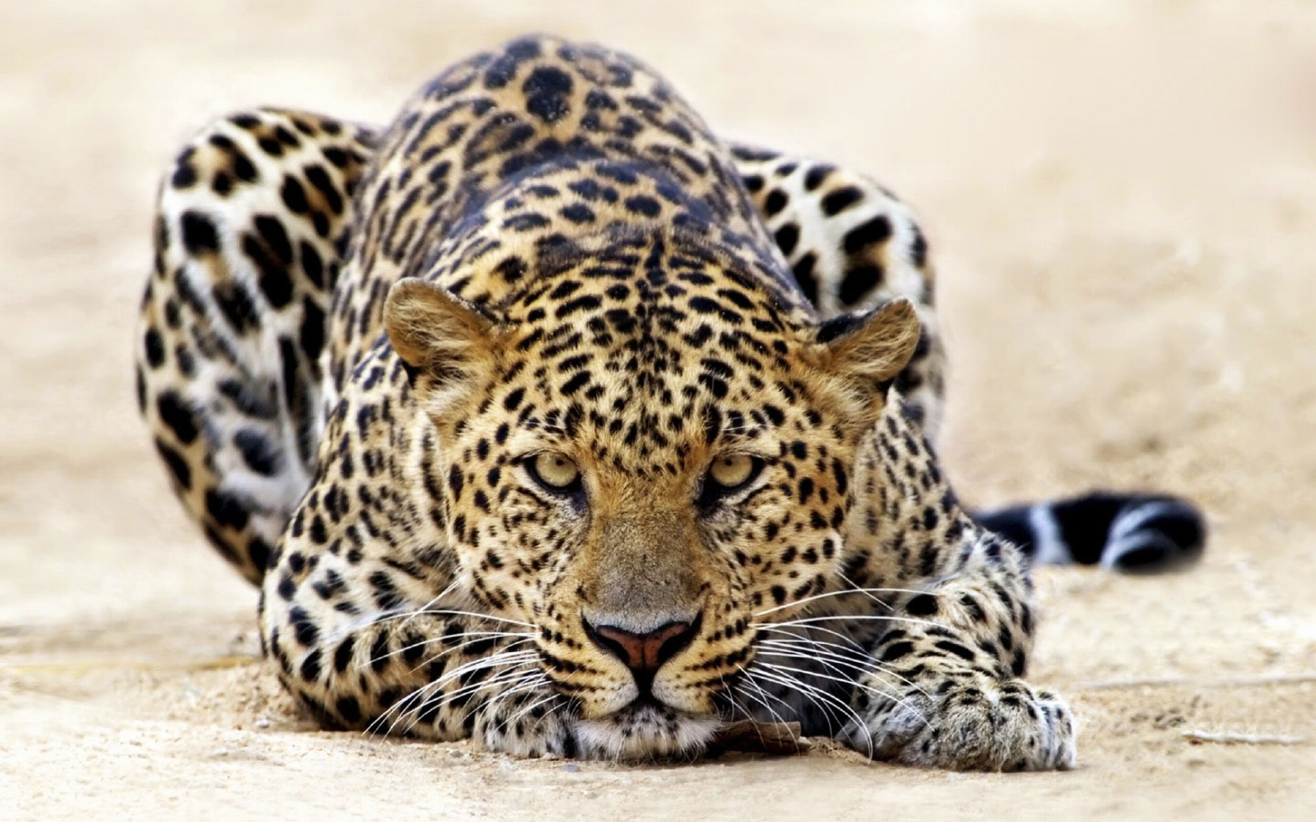 Leopard Staring8105911901 - Leopard Staring - Staring, Leopard